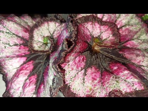 Видео: Распаковка посылки 🌺 Гора Листьев для укоренения 🌺 Декоративные бегонии