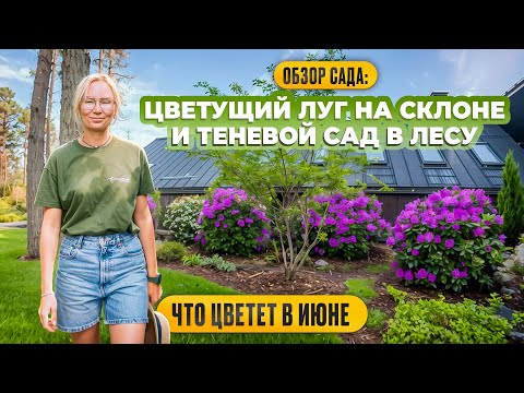 Видео: Обзор сада: цветущий луг на склоне и теневой сад в лесу. Что цветет в июне.