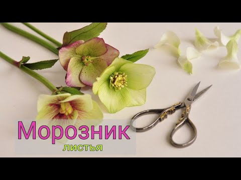 Видео: МК Морозник из фоамирана | Как сделать листья