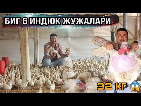 Видео: БИГ 6 ИНДЮК (КУРКА) ЖУЖАЛАРИ СОТУВИ БОШЛАНДИ...