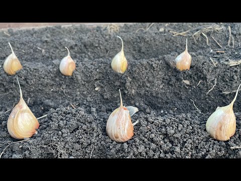 Видео: ЧЕСНОК ВСЕГДА сажаю этим СПОСОБОМ и в эти СРОКИ!