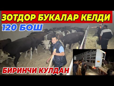 Видео: БИРИНЧИ КУЛДАН ЗОТДОР БУКАЛАР СОТИЛАДИ ОПТОМ НАРХДА ШОШИЛИНГ 