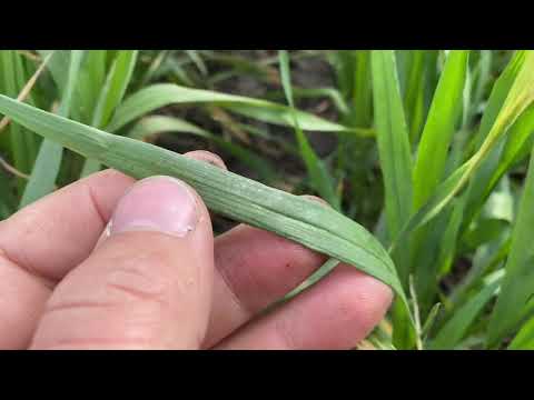 Видео: Вносим фунгицид, гербицид и инсектицид по пшенице 🌾🌾🌾