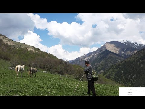 Видео: Аивадон балцы Мамытаты Геннадиимӕ "Дыргьджыны хъӕумӕ"