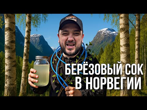 Видео: СБОР БЕРЁЗОВОГО СОКА В НОРВЕГИИ — СРЕДИ ФЬОРДОВ И ГОР