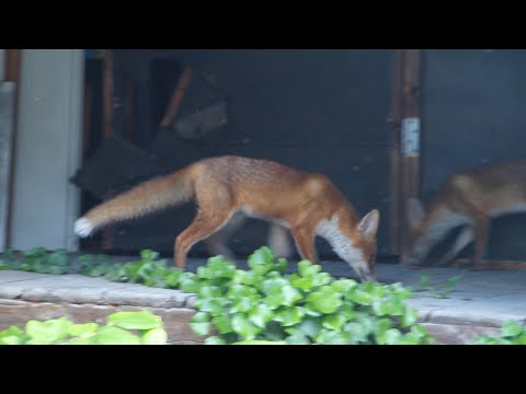 Видео: Забавные Лисы на чердаке... ))) 🦊🐾🦊