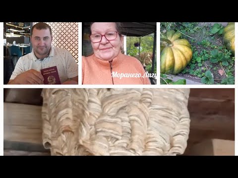 Видео: Опасные "квартиранты"/Про шершней/Когда все дома/ Плодовитая "француженка"/ Наш день "укоротили"/