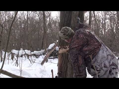 Видео: Охота на куницу.  Про гармонию охотника и  лайки.