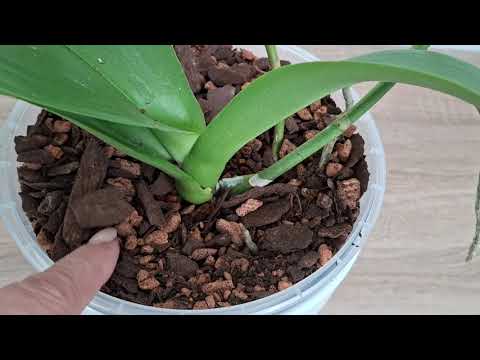 Видео: Отчёт по видео "Спасение орхидей", мой первый опыт 😁