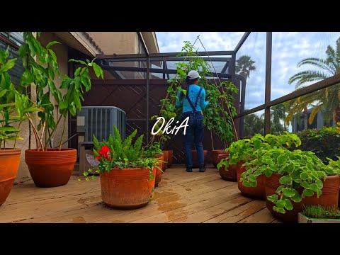 Видео: #29 Что я выращиваю сейчас в мае | Балконный сад в горшках | Экскурсия по саду