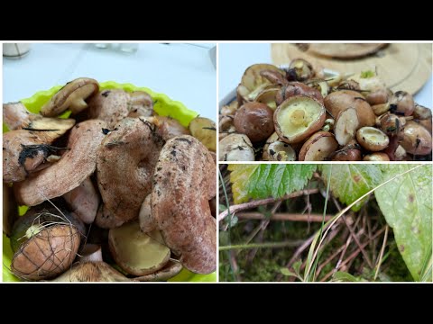 Видео: Поход в лес за грибами.