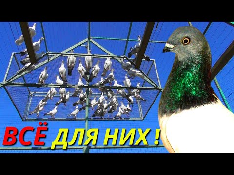 Видео: Голуби Управляют мной❓ Всё для них Любимых❗🤩 Молодые голуби 2023😎