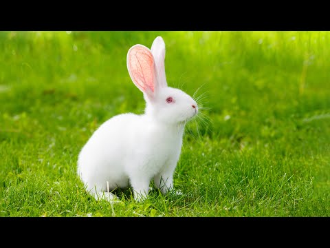 Видео: Нежная музыка, успокаивает нервную систему и радует душу - лечебная музыка для сердца и сосудов