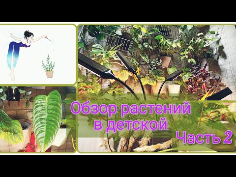 Видео: Обзор растений в детской комнате (2 часть)