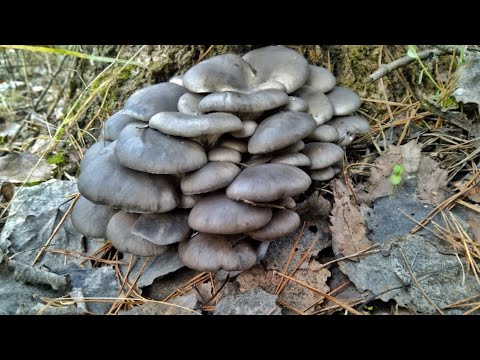 Видео: ЗА 5 МИНУТ ПОЛНОЕ ВЕДРО ГРИБОВ!!! ДЕРЕВО УСЫПАНО ГРИБАМИ. Сбор грибов