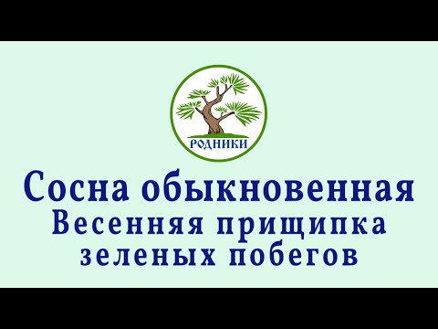 Видео: Сосна обыкновенная. Весенняя прищипка зеленых побегов. 2021.05