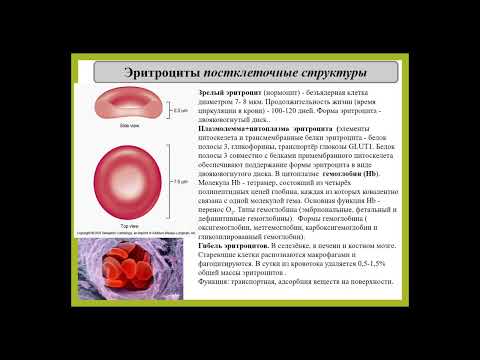 Видео: 5. Ткани внутренней среды