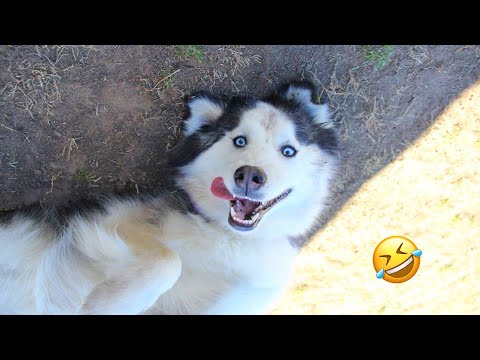 Видео: САМЫЕ СМЕШНЫЕ хаски | Обычные собаки против хаски 🤣 | 10 минут лучших видео