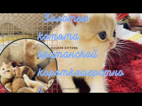 Видео: 🤩 ЗОЛОТЫЕ КОТЯТА😻БРИТАНСКАЯ КОРОТКОШЕРСТНАЯ🧡GOLDEN KITTENS🧡
