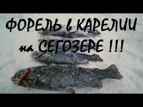 Видео: Рыбалка в КАРЕЛИИ на СЕГОЗЕРЕ зимой!!! ЗИМНЯЯ ФОРЕЛЬ!!!