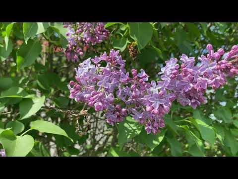 Видео: Вкусная картошка! Пшённая каша по новому! Беда с яблонями! Устроила себе выходной!#деревня #огород