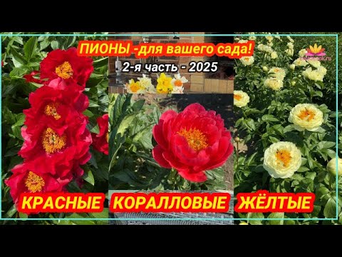 Видео: Посиделки у камина. Часть 22. Красные, коралловые и желтые пионы! / Сад Ворошиловой