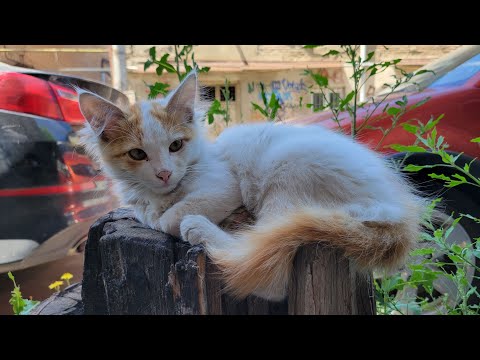 Видео: 30.06.2024 Tbilisi. Глдани - район Санзона