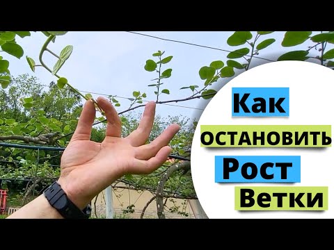 Видео: Останавливаем рост ветки киви. Как остановить точку роста?