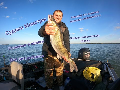 Видео: Судаки монстры ломают спиннинги  Рыбалка на паноптикс два дня в одного на Panoptix.