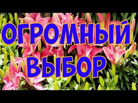 Видео: ОГРОМНЫЙ ВЫБОР ЦВЕТОВ