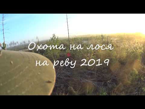Видео: Охота на лося на реву 2019