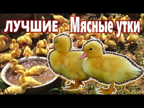 Видео: БРОЙЛЕРНАЯ УТКА ST-5 /10 дней