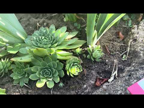 Видео: Дебелец (Бабин квас) - лечебни ползи и рецепти за употреба #herbs 