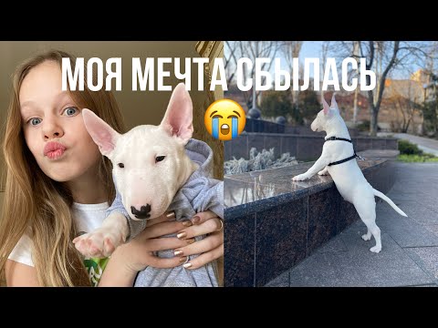 Видео: МОЯ МЕЧТА СБЫЛАСЬ 💭|| МЫ КУПИЛИ СОБАКУ 🥺🐶||