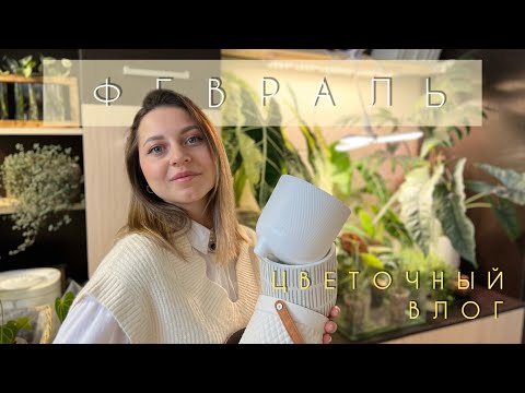 Видео: ФЕВРАЛЬ. Цветочный ВЛОГ.