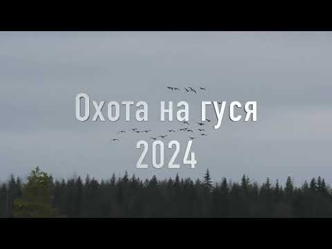 Видео: Охота на гуся 2024. История одного налёта!!! #охота_на_гуся #охота #hunting