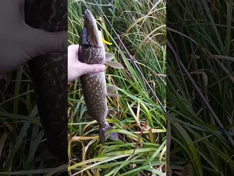 Видео: Щука на неогрузку. ч 1.