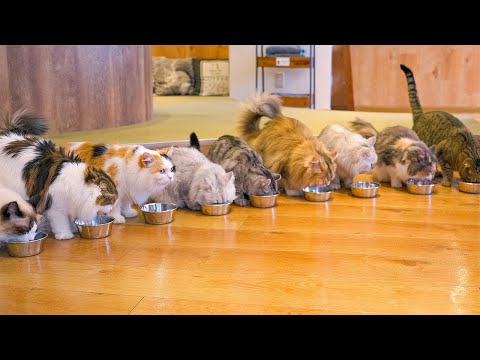 Видео: Опыт пушистого японского кошачьего кафе в Токио | Mocha Lounge Ikebukuro