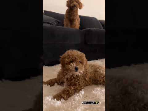 Видео: Алексей Жидковский показывает Стешу