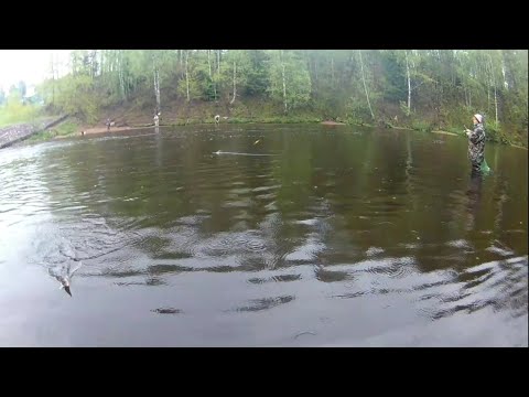 Видео: Рыбалка на реке Чёрная речка, плотва на поплавок