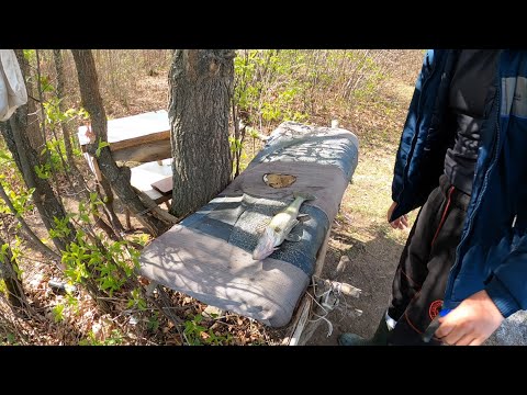 Видео: Клюнул и ПРИЛЕГ отдохнуть! Ловля судака с берега