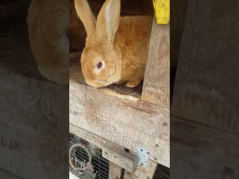 Видео: Бургундские кролики отправляются в Азербайджан.