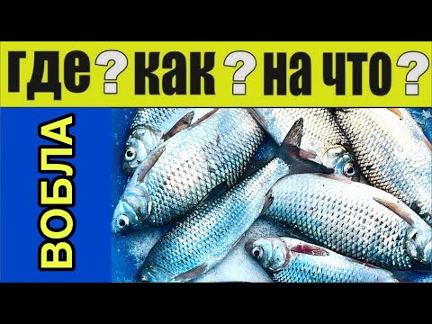 Видео: Вобла как из пулемета обеспечена! Где, как и на что ловить воблу
