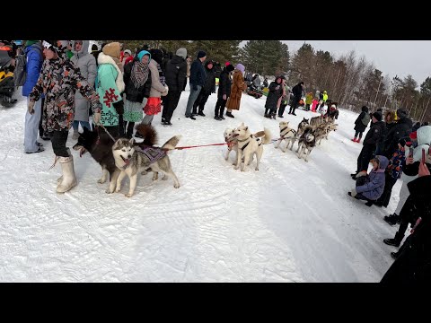 Видео: В деревню на прадо, расход топлива, день оленевода.