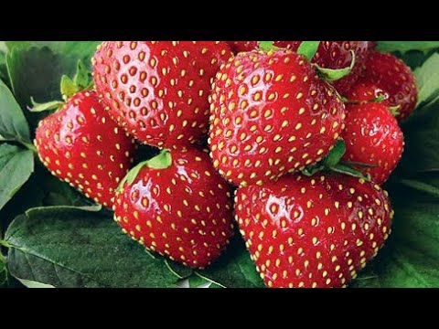 Видео: Клубника. Где купить хорошие саженцы.
