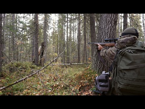 Видео: СКОЛЬКО РЯБЧИКОВ ОКОЛО ДЕРЕВНИ! / ОХОТА НА РЯБЧИКА С МЕЛКАШКОЙ / КАРАБИН "СОБОЛЬ"