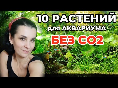 Видео: 10 простых аквариумных растений без СО2. Часть I