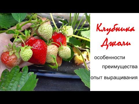 Видео: Клубника Джоли - особенности, преимущества, опыт выращивания