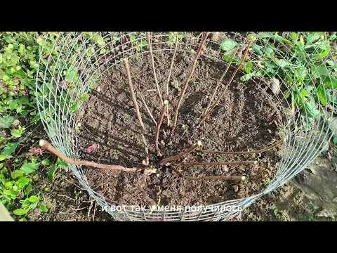 Видео: Обрезаю клематис, готовлю гортензии