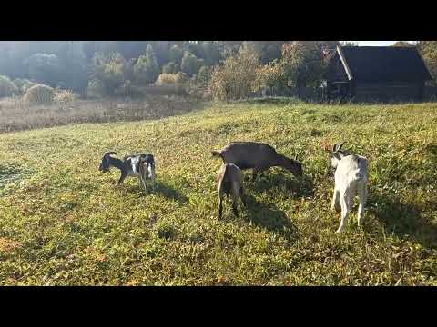 Видео: Деревенская жизнь: Идиллия или...? 🍂🐐